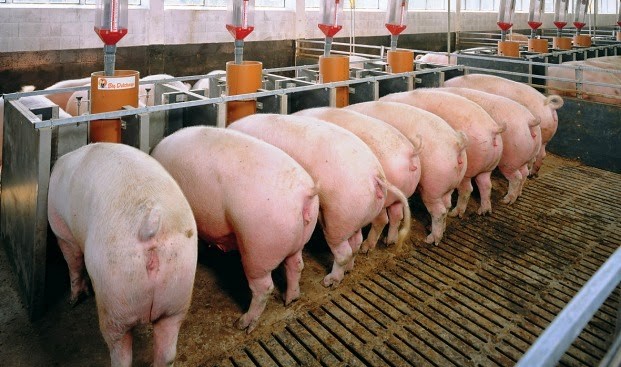 Выращивание свиней на убой в РФ увеличилось на 11%
